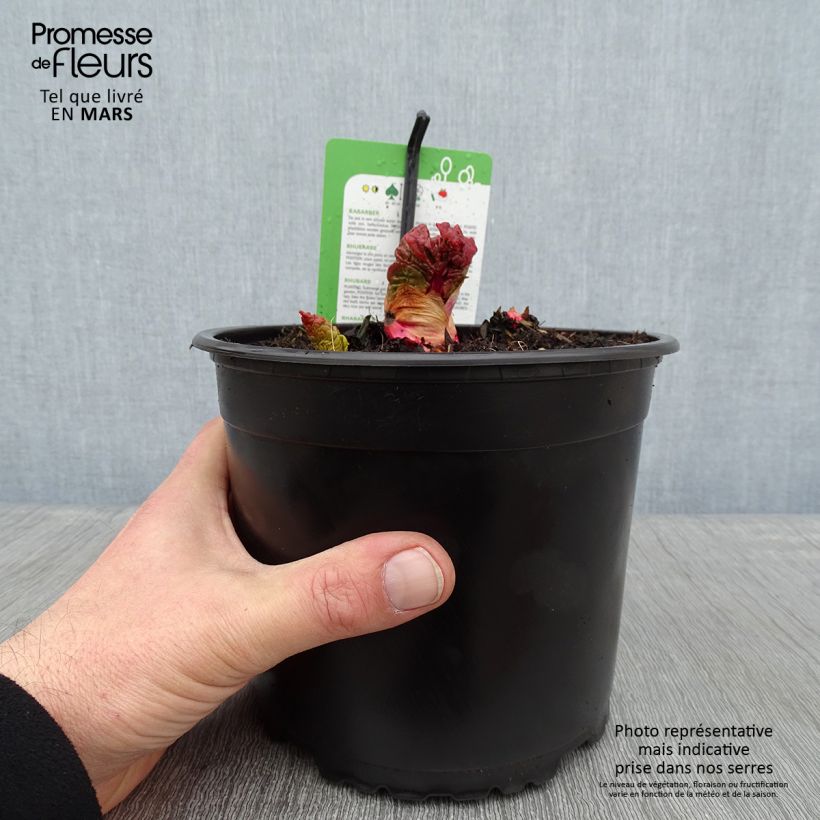 Example of Rhubarbe Mikoot Pot de 2L/3L as you get in hiver