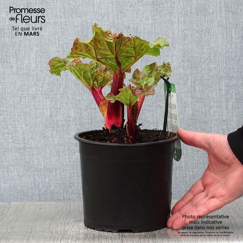 Example of Rhubarbe Valentine Pot de 2L/3L as you get in hiver