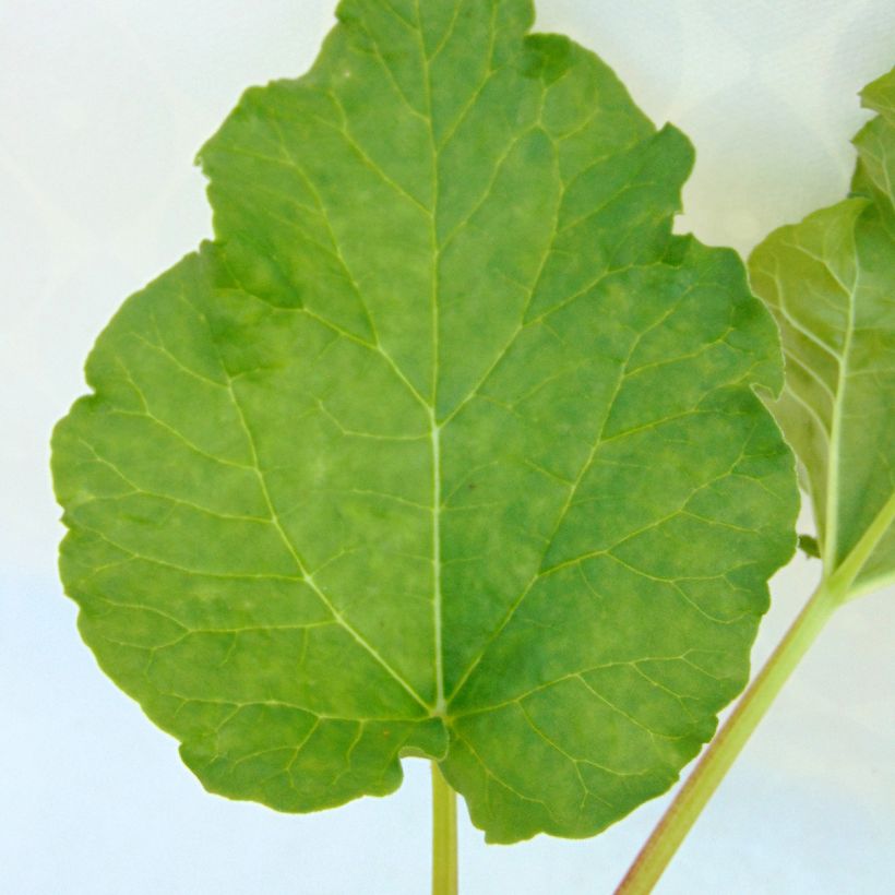 Rhubarbe à côte BIO - Rhubarbe des Jardins (Foliage)