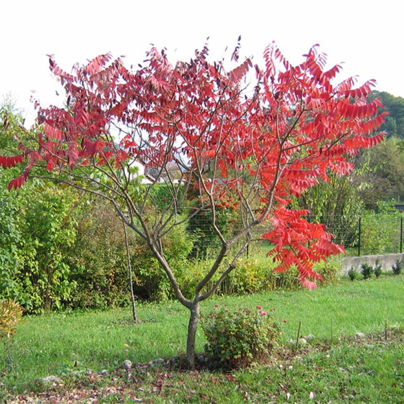 Sumac lacinié - Rhus glabra Laciniata (Plant habit)