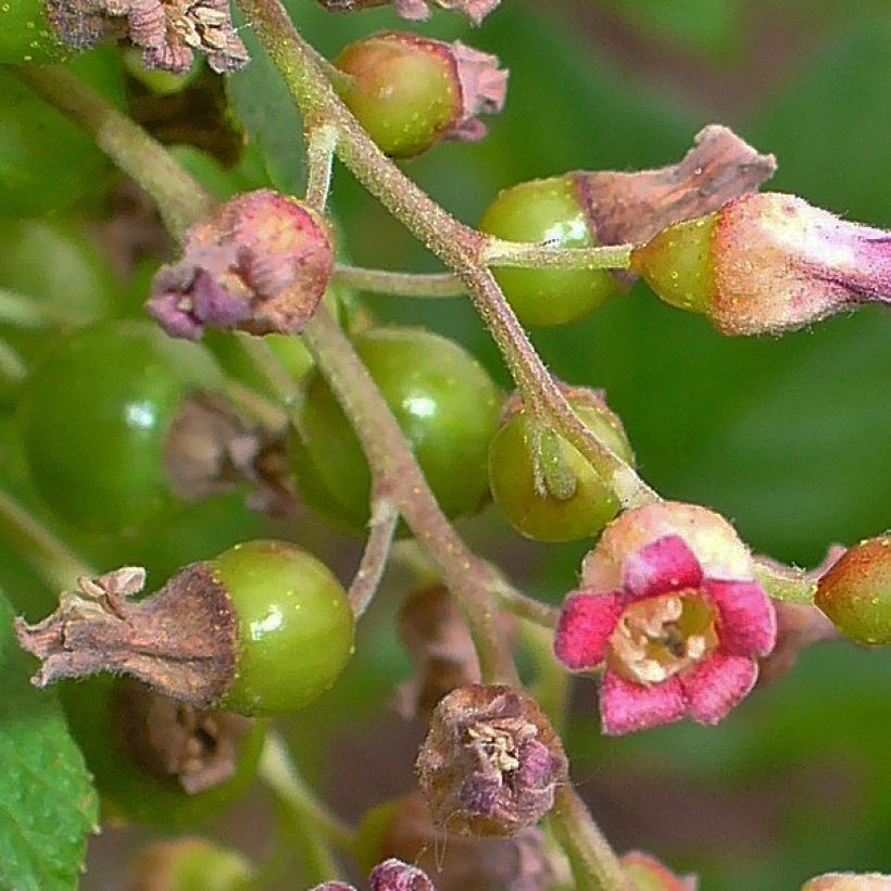Cassissier Andega (autofertile) (Flowering)