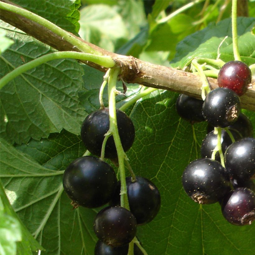 Cassissier Andega (autofertile) (Harvest)