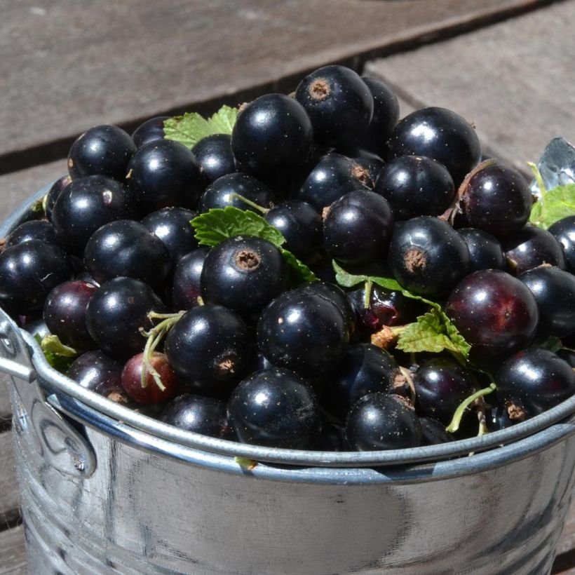 Cassissier Little Black Sugar (Harvest)