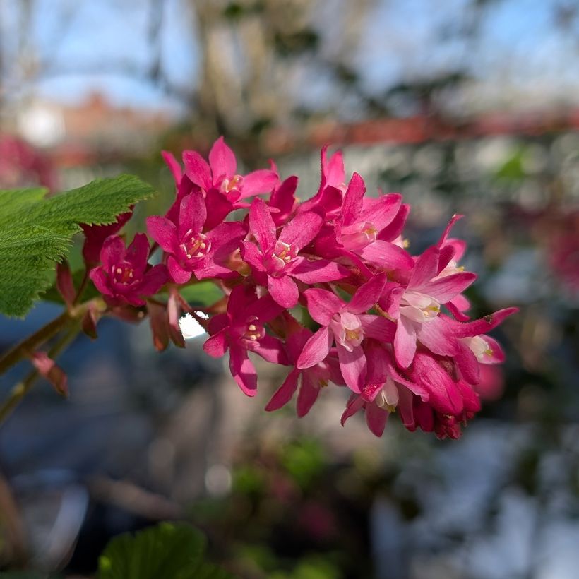 Ribes sanguineum Amore - Groseillier à fleurs (Flowering)