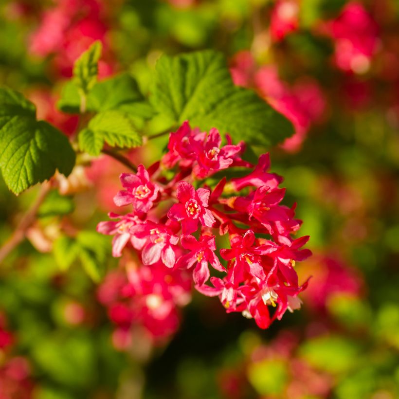 Groseillier à fleurs Pulborough Scarlet - Ribes sanguineum  (Flowering)
