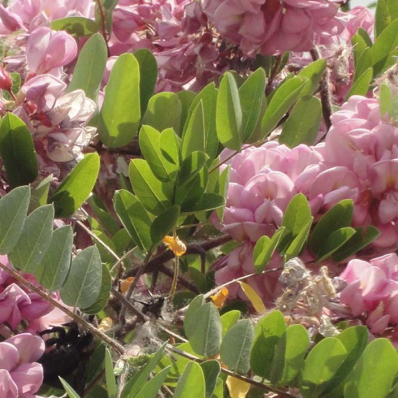 Robinia hispida Rosea - Acacia rose. (Foliage)