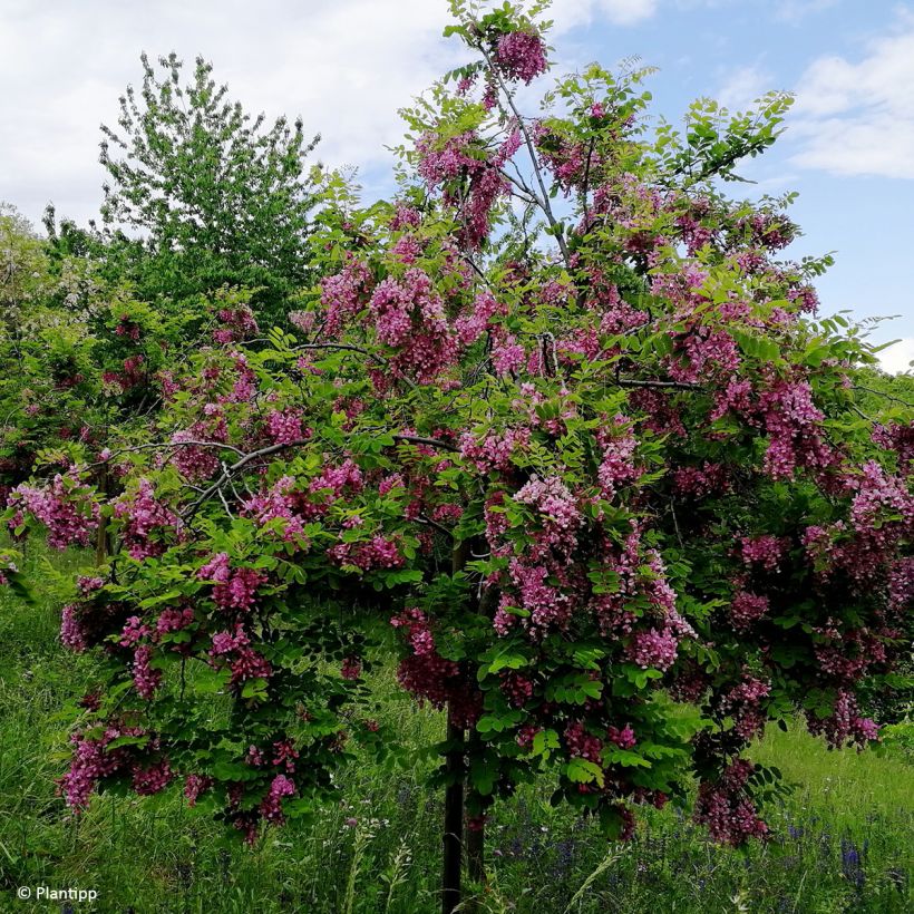 Robinia margaretta Georgia da Torino - Robinier rose (Plant habit)