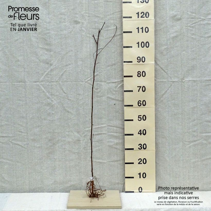 Example of Robinia pseudoacacia - Faux-acacia Petites Racines nues as you get in hiver