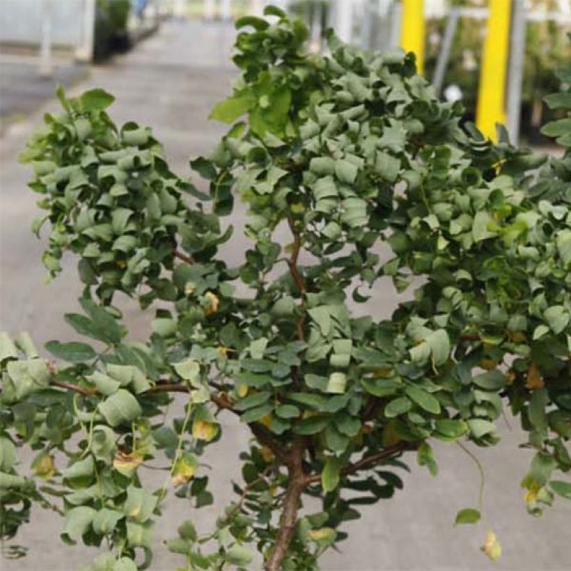 Robinia pseudoacacia Twisty Baby - Acacia nain tortueux. (Foliage)