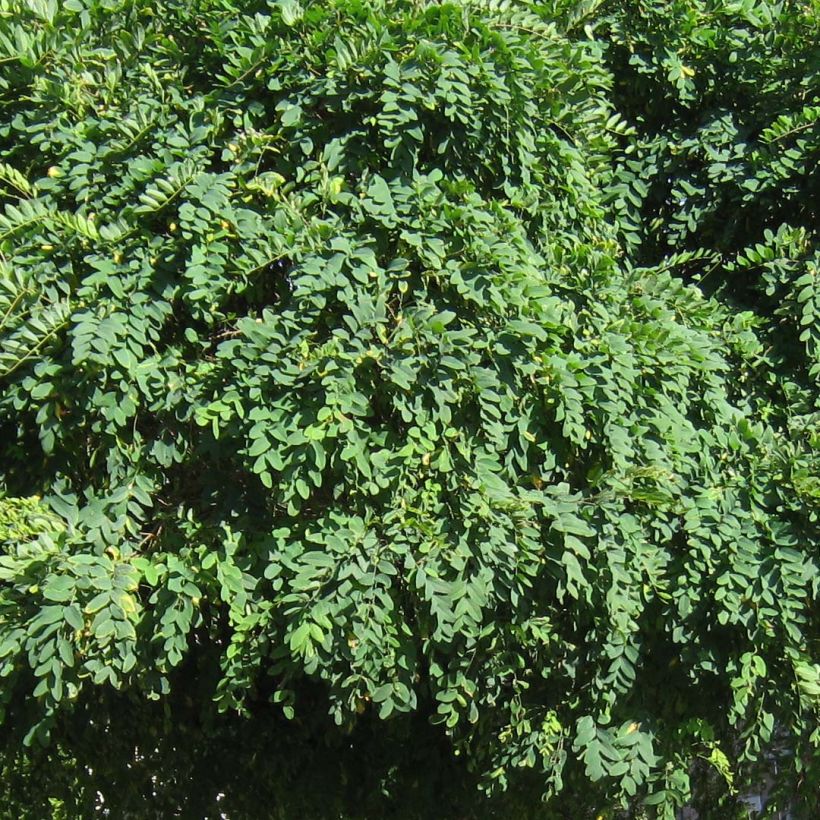 Robinia pseudoacacia Umbraculifera - Acacia boule. (Foliage)