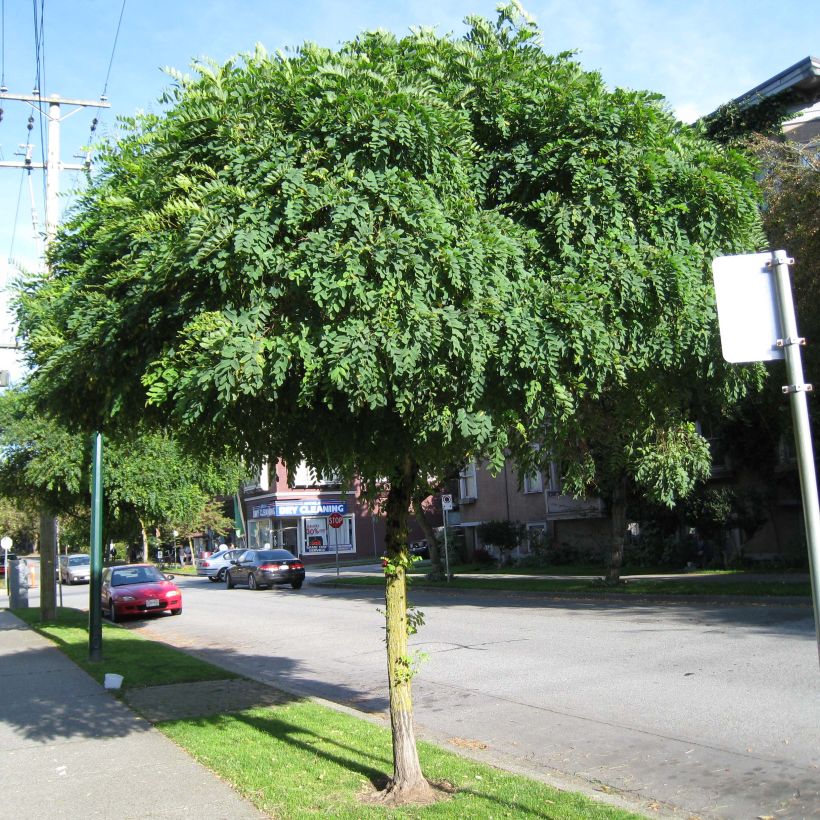 Robinia pseudoacacia Umbraculifera - Acacia boule. (Plant habit)