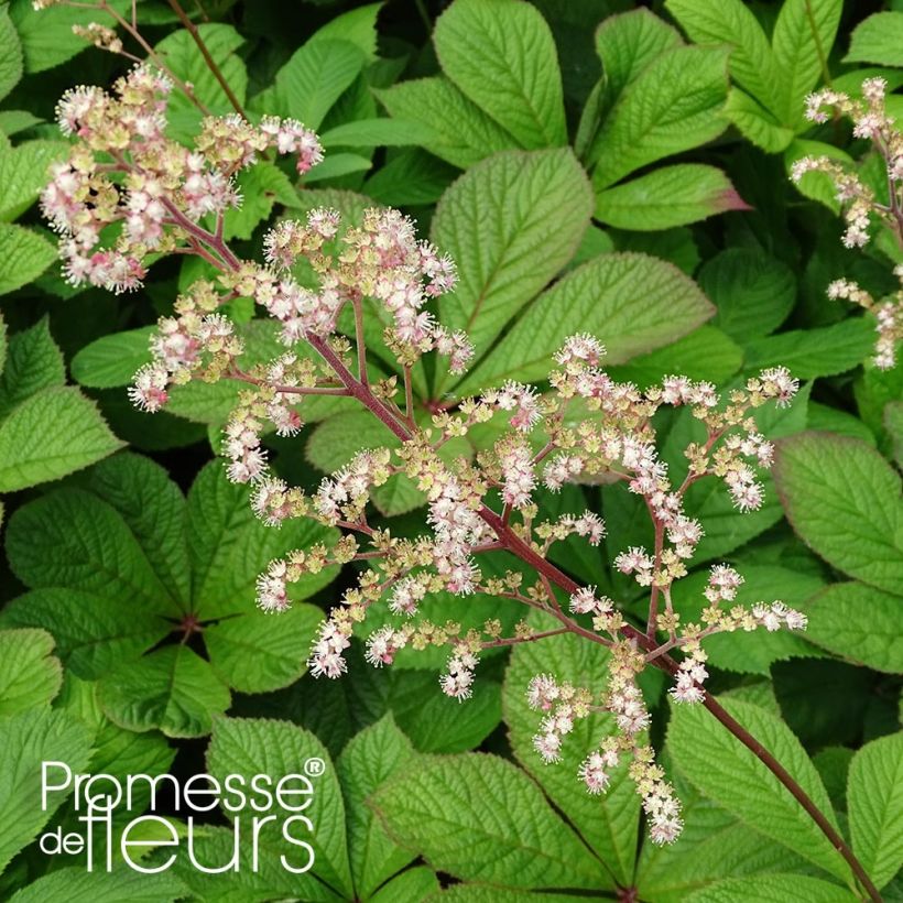 Rodgersia pinnata Hercules - Rodgersia à feuilles pennées Hercules (Foliage)
