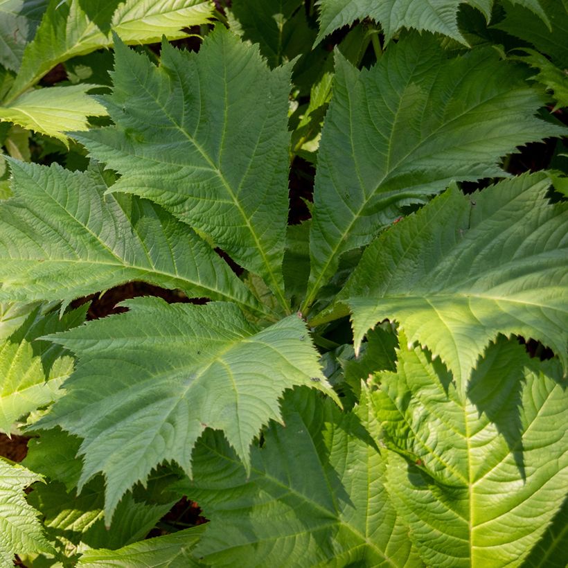 Rodgersia sambucifolia - Rodgersia à feuilles de sureau (Foliage)