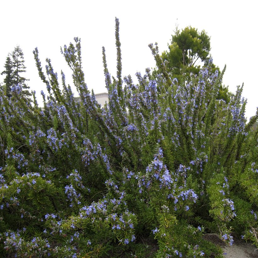 Romarin - Rosmarinus officinalis Tuscan Blue (Plant habit)