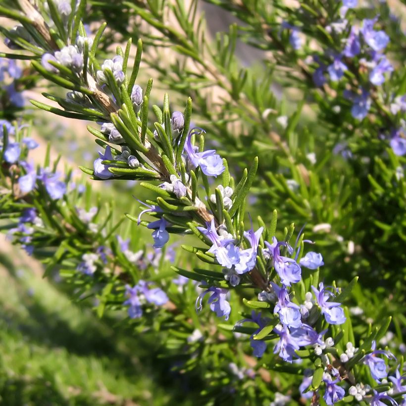 Romarin officinal BIO (Flowering)
