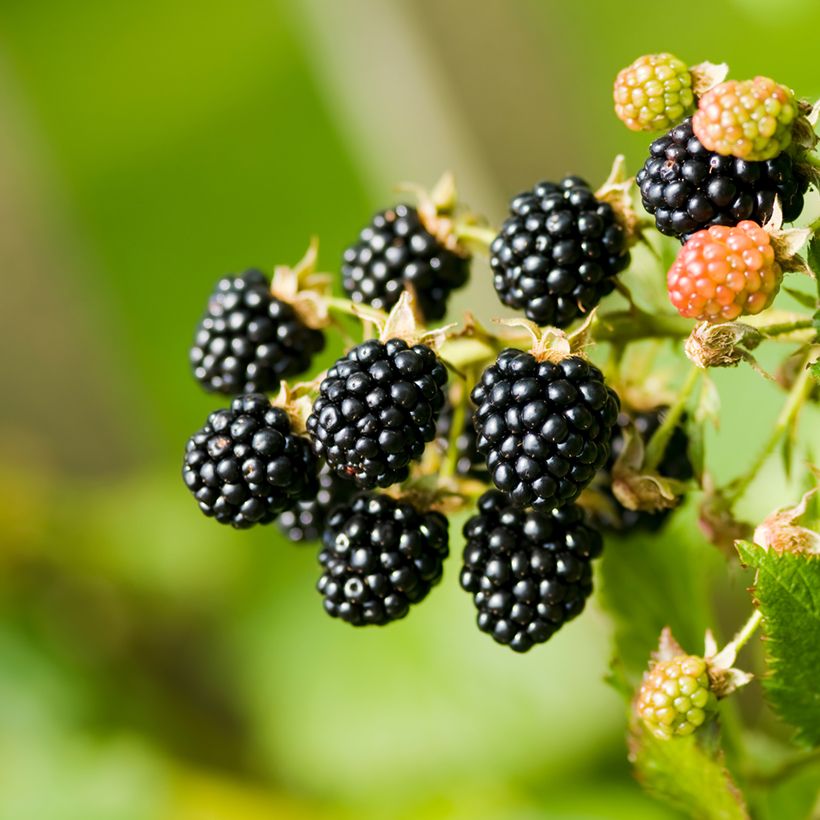 Ronce commune - Rubus fruticosus (Harvest)