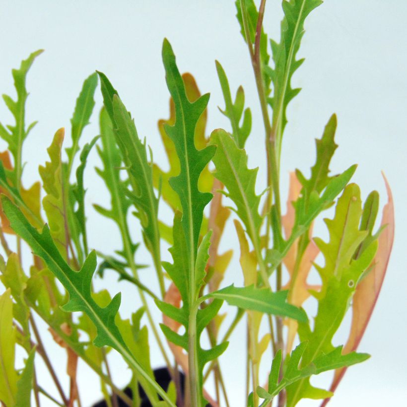 Roquette sauvage BIO - Diplotaxis erucoides (Foliage)
