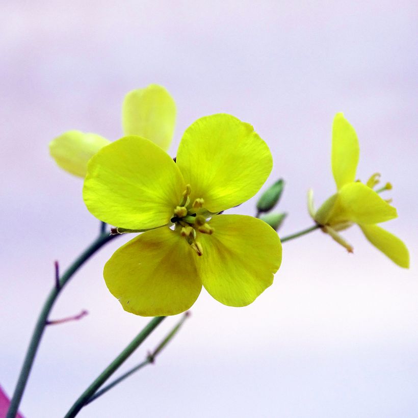 Roquette sauvage BIO - Diplotaxis erucoides (Flowering)
