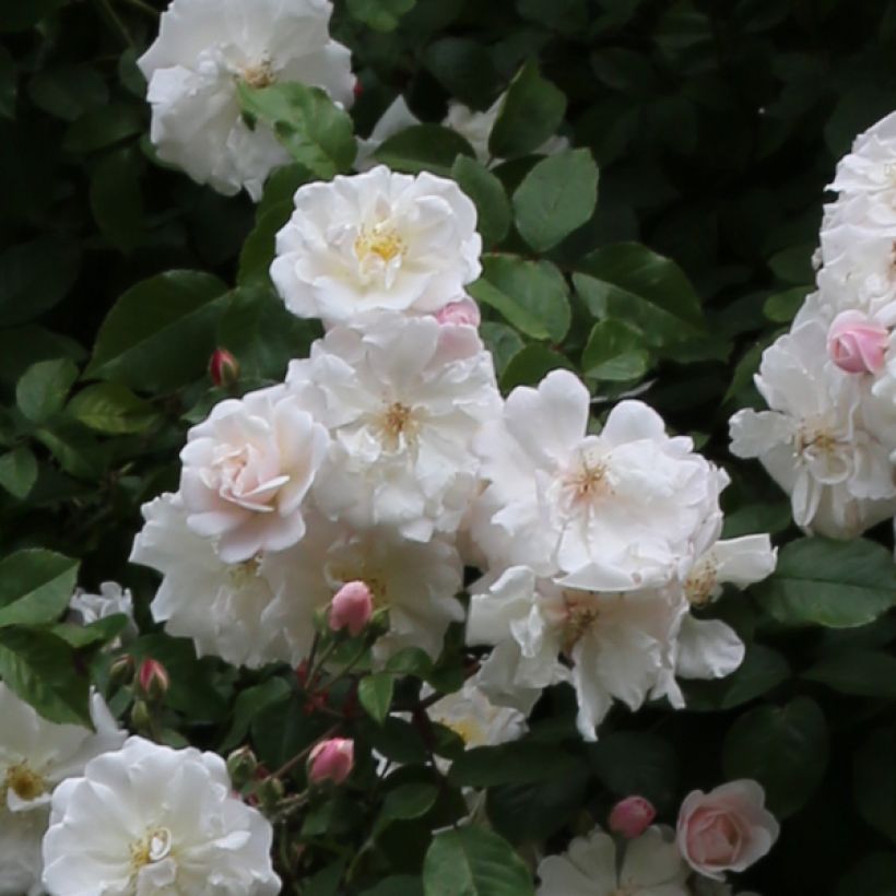 Rosier liane Adélaïde d’Orléans (Flowering)