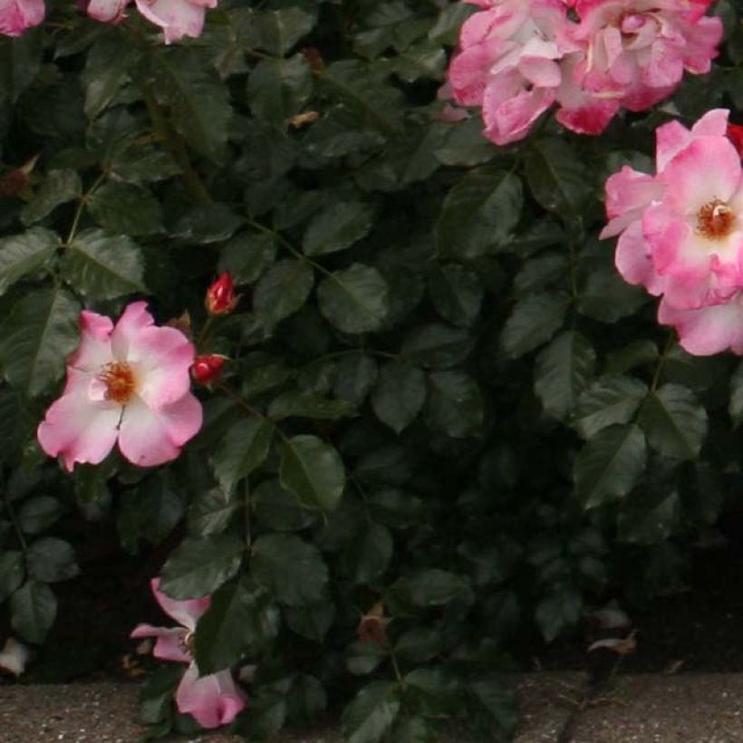 Rosier couvre-sol Dolomiti (Foliage)