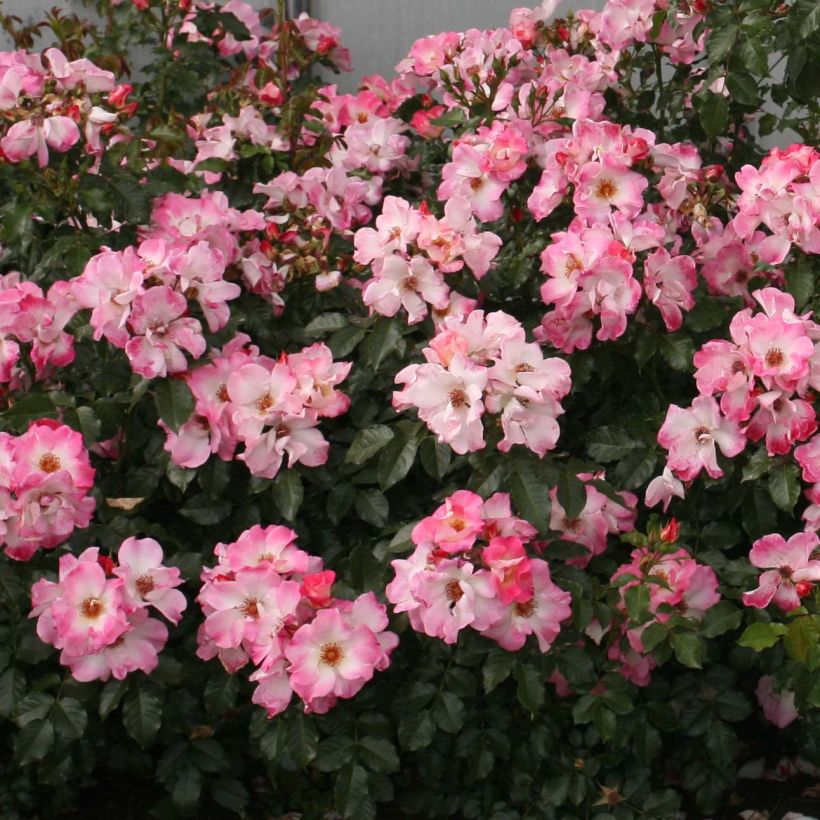 Rosier couvre-sol Dolomiti (Flowering)