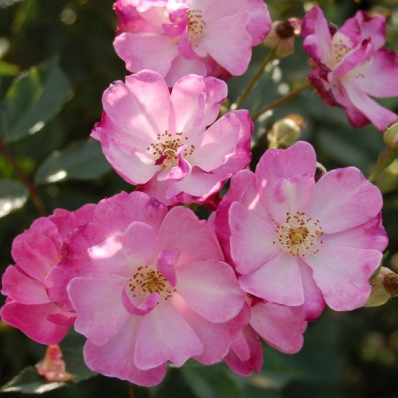 Rosier arbustif Lavender Dream (Flowering)