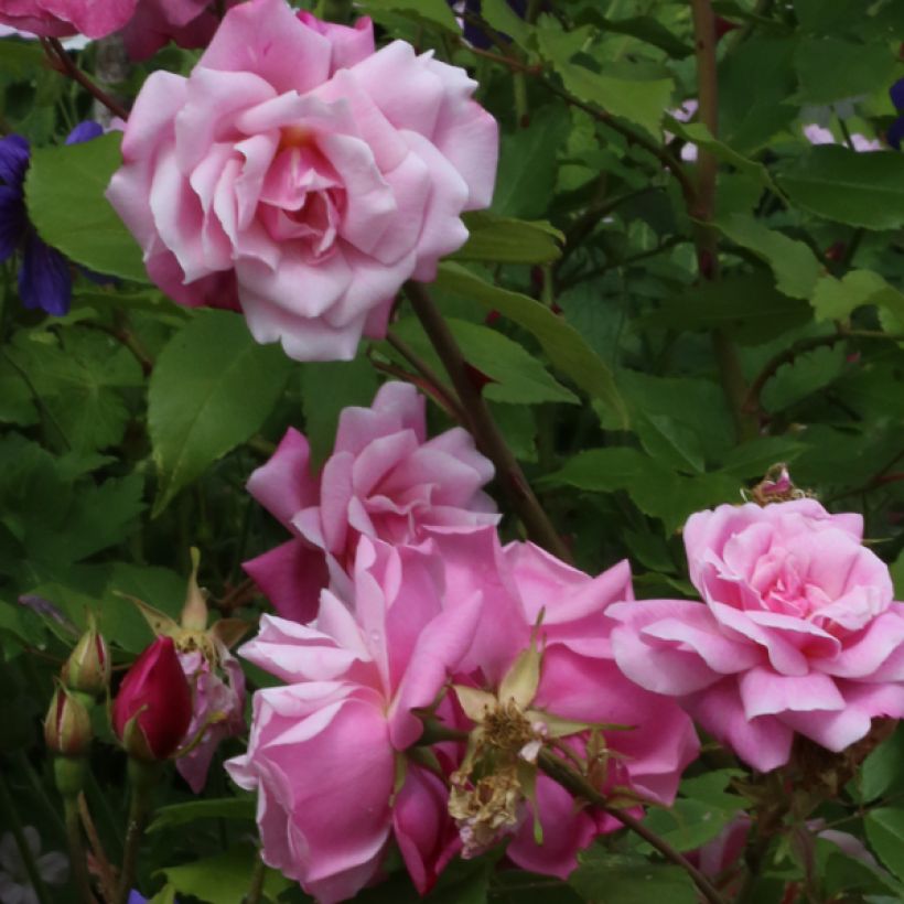 Rosier ancien Old Blush (Flowering)