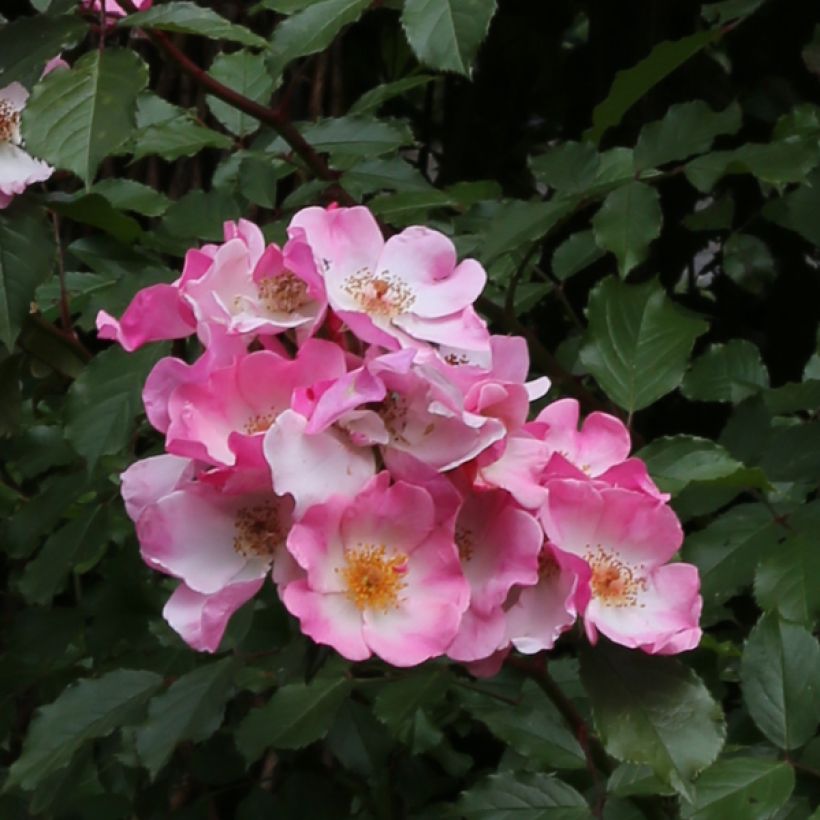 Rosier arbustif Rosy Cushion (Flowering)
