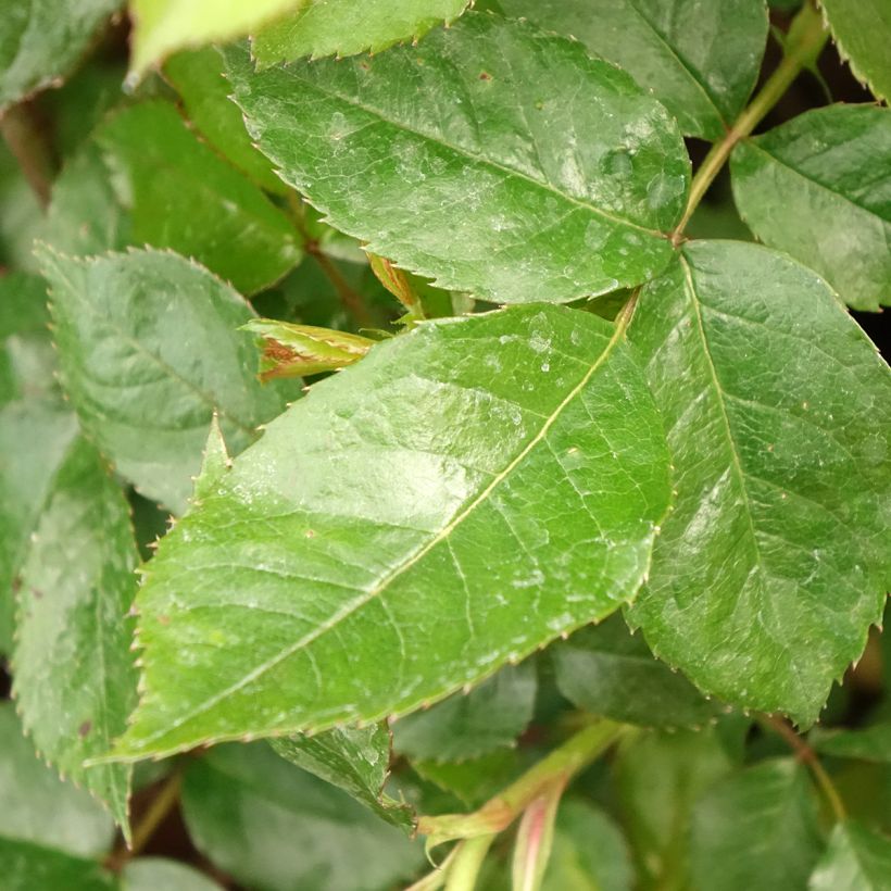 Rosier arbustif Havanna (Foliage)