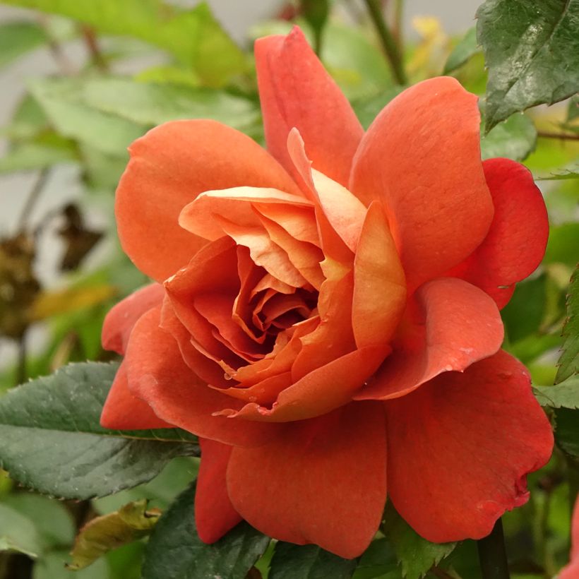 Rosier arbustif Havanna (Flowering)