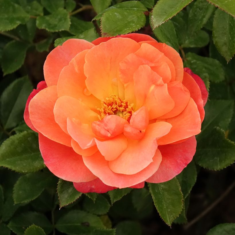 Rosier à fleurs groupées Sugar Candy Rose (Flowering)