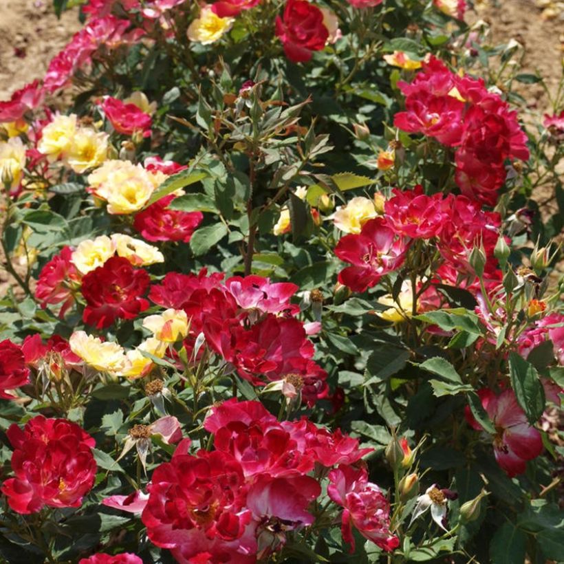 Rosier à fleurs groupées Quinte Flush (Plant habit)