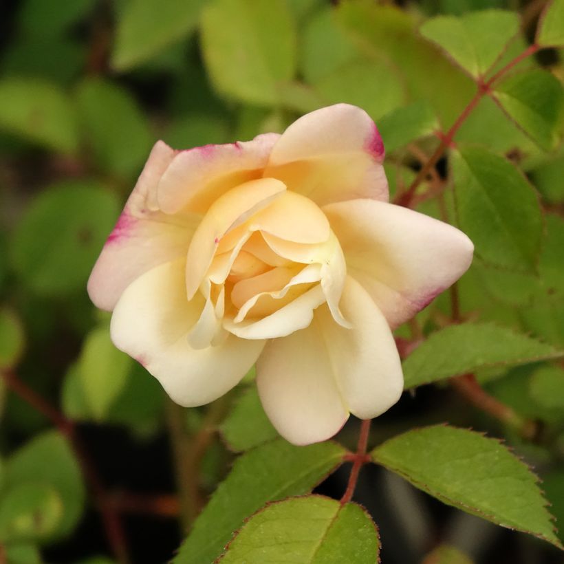 Rosier arbustif Apricot Bells (Flowering)