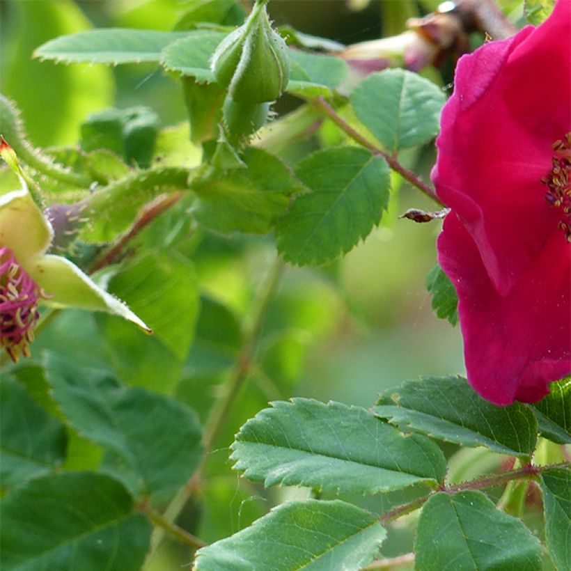 Rosier botanique - Rosa moyesii Geranium (Foliage)