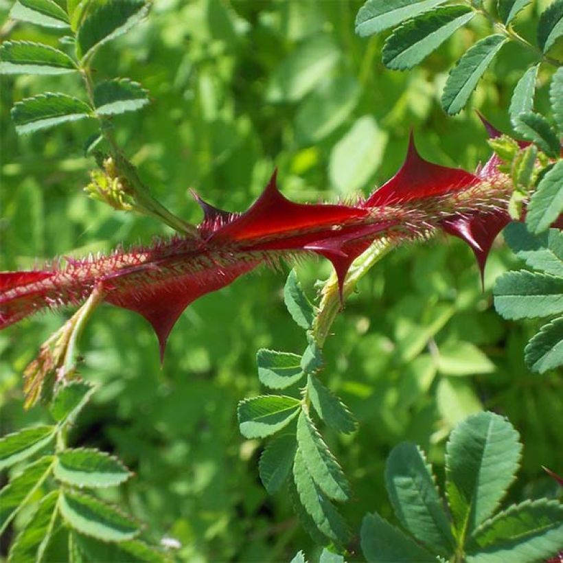 Rosier botanique - Rosa omeiensis Pteracantha (Foliage)