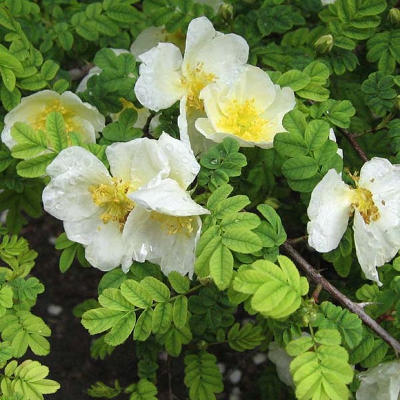 Rosier botanique - Rosa omeiensis Pteracantha (Flowering)