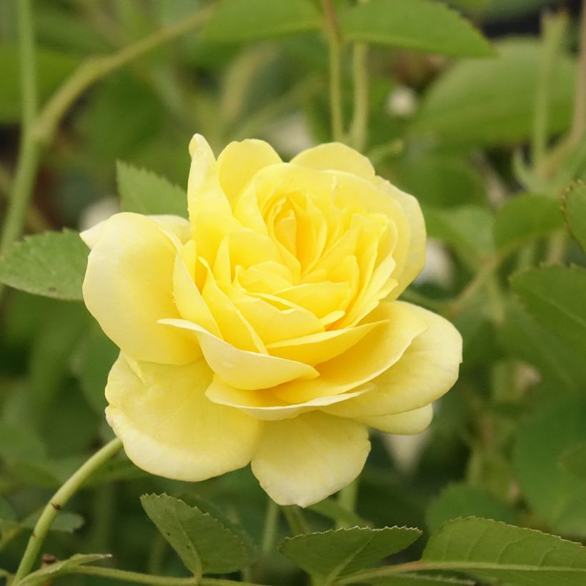 Rosa Golden Border - Rosier à fleurs groupées (Flowering)