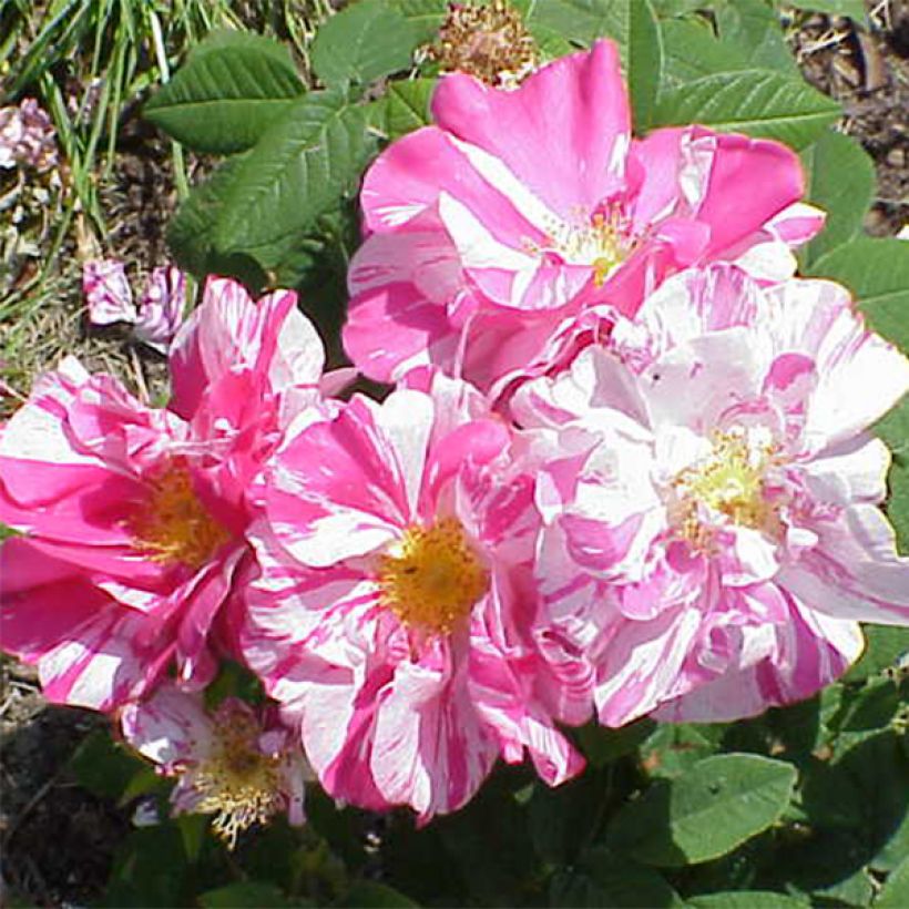 Rosier ancien gallica Versicolor (Flowering)