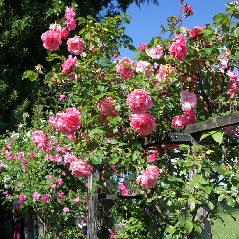 Rosier grimpant Mme Gregoire Staechelin (Plant habit)