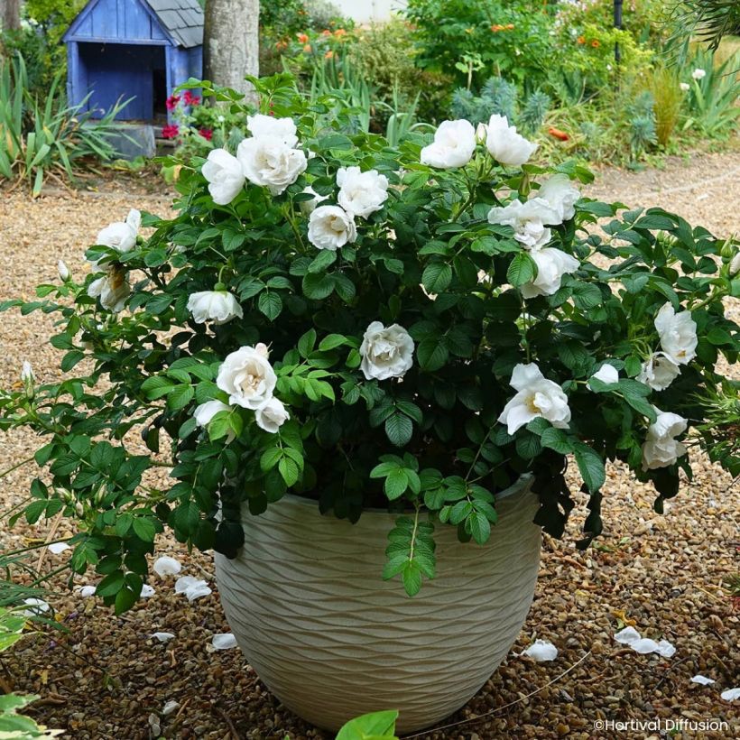 Rosa rugosa Angelia White (Plant habit)