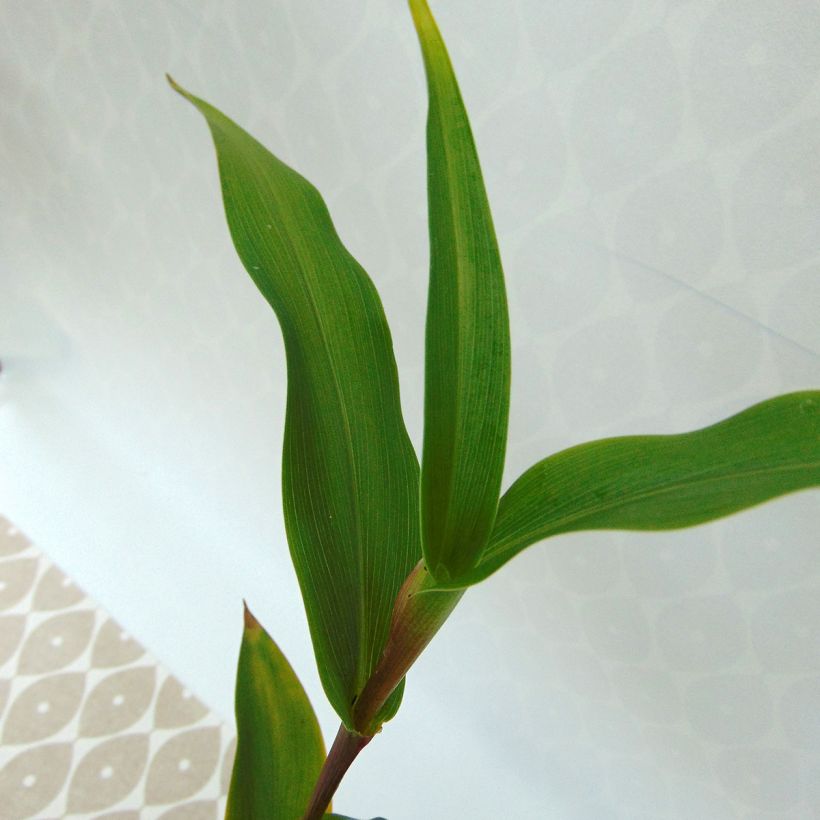 Roscoea purpurea Dalaï Lama (Foliage)