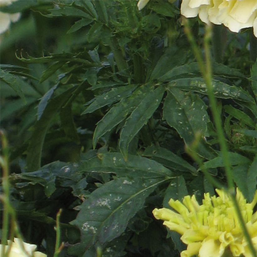 Rose d'Inde F1 Vanilla (Foliage)