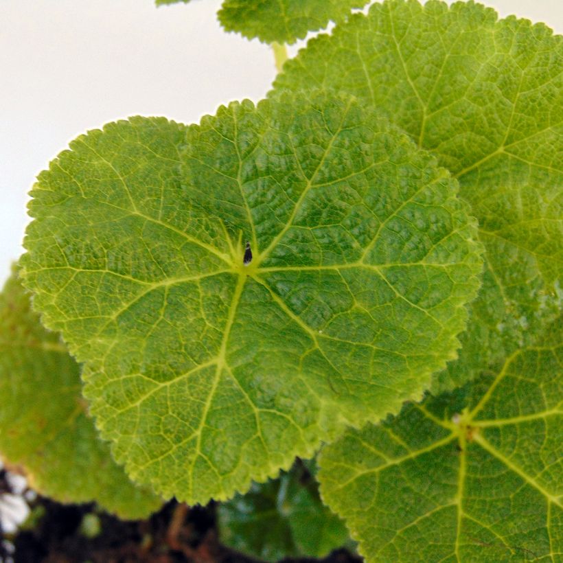 Rose trémière - Alcea rosea Mars Magic (Foliage)