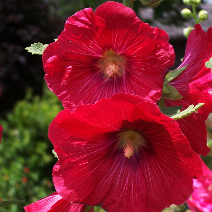 Rose trémière - Alcea rosea Mars Magic (Flowering)