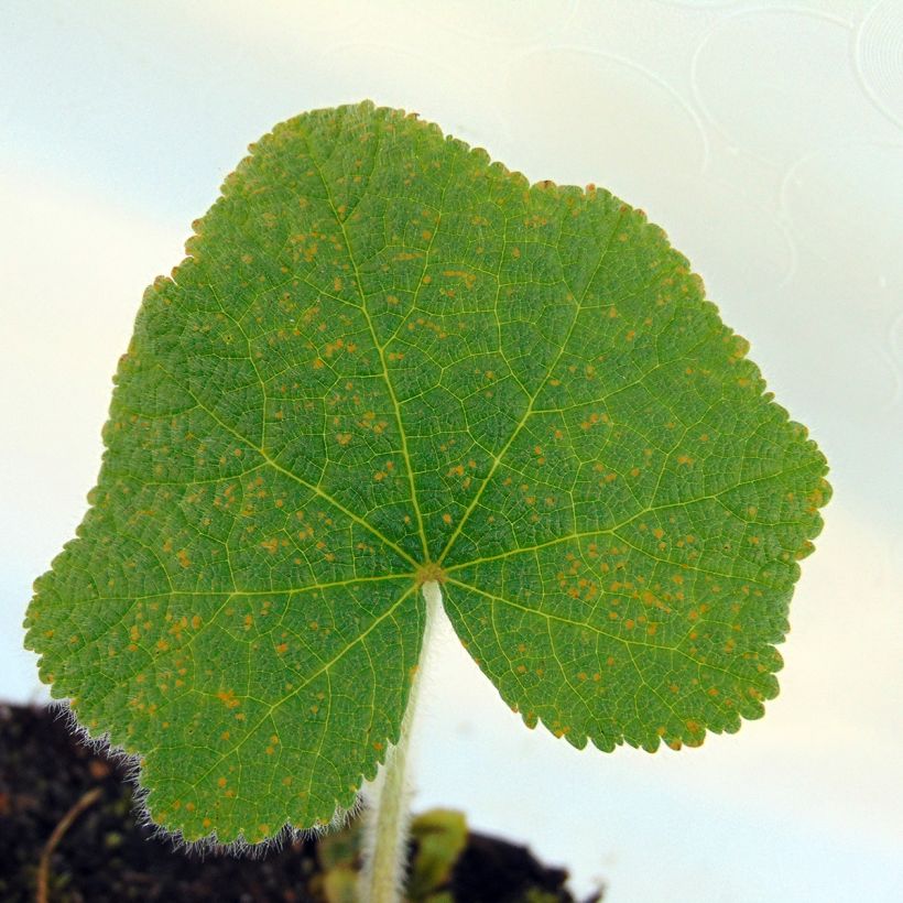 Rose trémière - Alcea rugosa (Foliage)