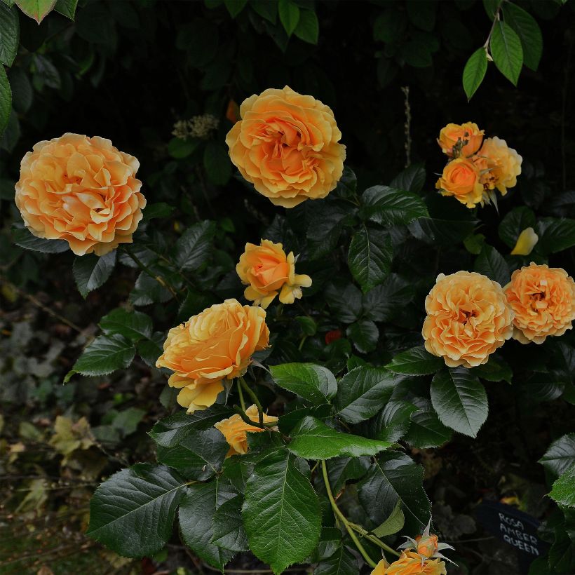Rosier à fleurs groupées Amber Queen (Plant habit)