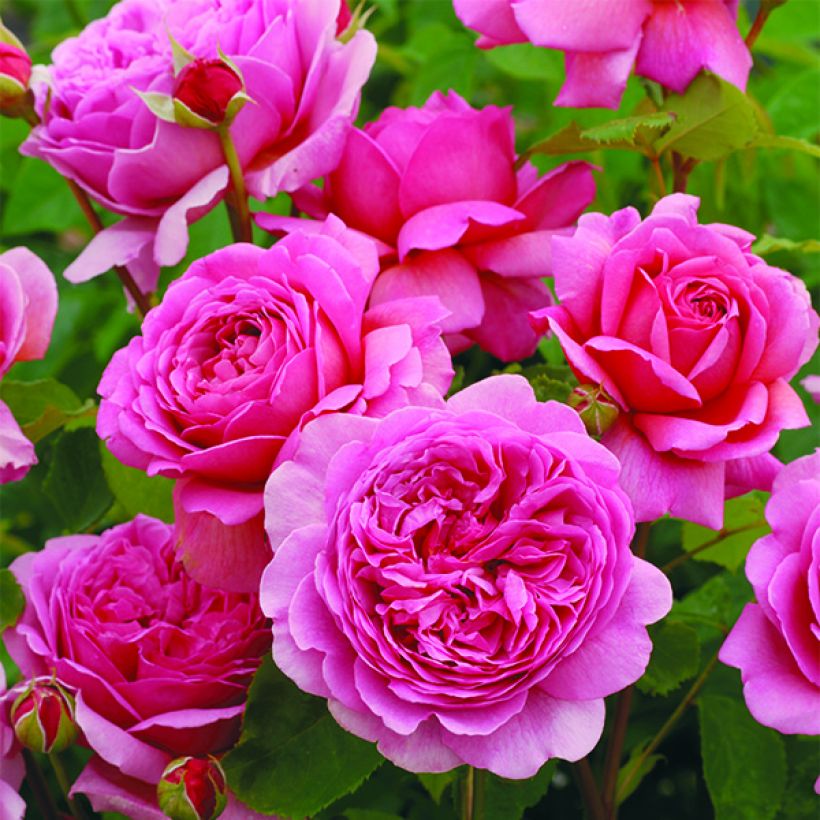 Rosier David Austin Princess Alexandra of Kent  (Flowering)