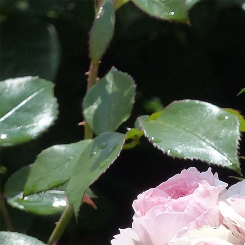 Rosier arbustif Maria Theresia (Foliage)