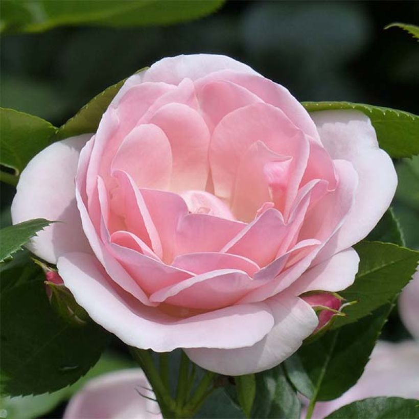 Rosier arbustif Astrid Lindgren (Flowering)