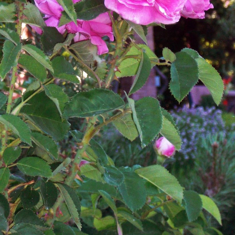 Rosier Baronne Prévost (Foliage)